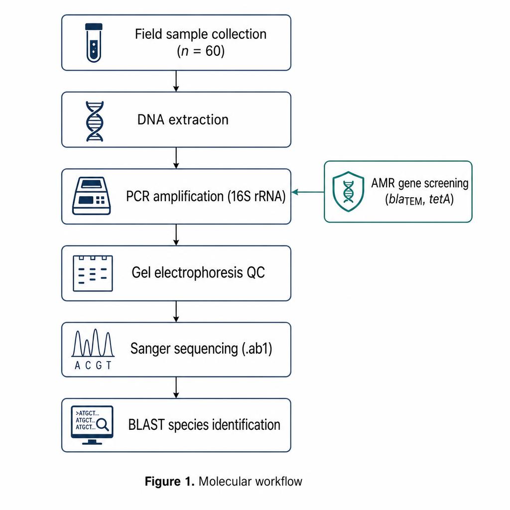 Example figure generated in ResearchHub: a molecular workflow flowchart from field sample collection through DNA extraction, PCR, gel QC, Sanger sequencing and BLAST species identification, with an AMR gene screening branch